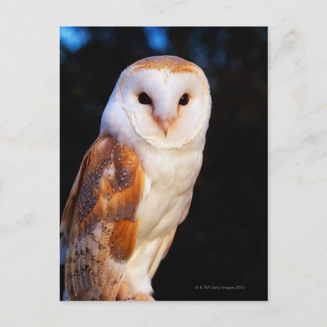 Barn Owl 2 Postcard (Front)