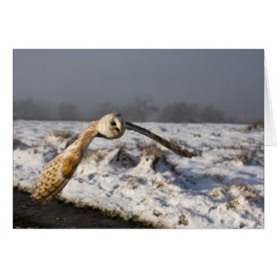 Barn Owl à Snow