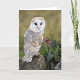 Barn Owl and Foxglove Card