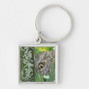 Barn Owl Butterfly Keychain