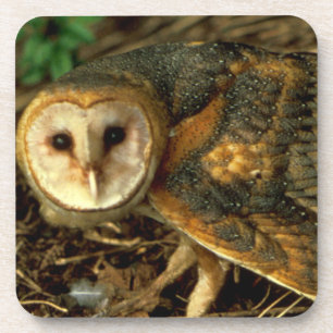 Barn Owl Coaster