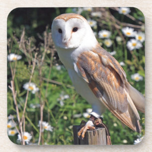Barn Owl Coaster