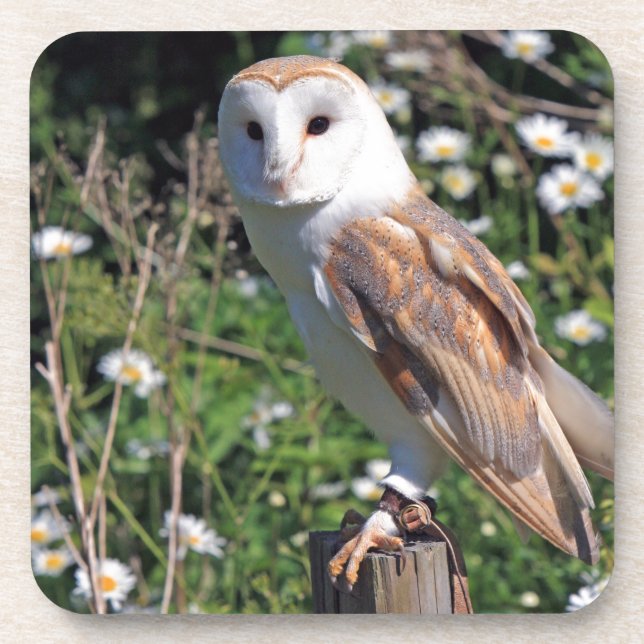 Barn Owl Coaster (Front)