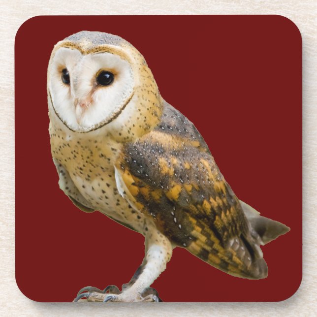 Barn Owl Coaster (Front)