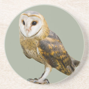 Barn Owl Coaster