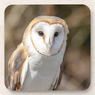 Barn Owl Coaster
