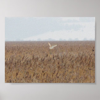 Barn owl hunting over reedbeds poster