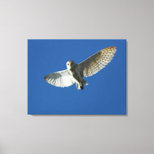 Barn Owl in Daytime Flight Canvas Print