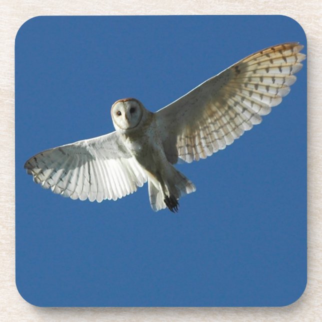 Barn Owl in Daytime Flight Coaster (Front)