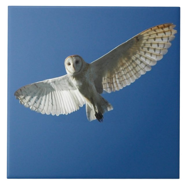 Barn Owl in Daytime Flight Tile (Front)
