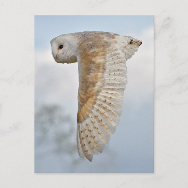 Barn Owl in Flight Postcard (Front)