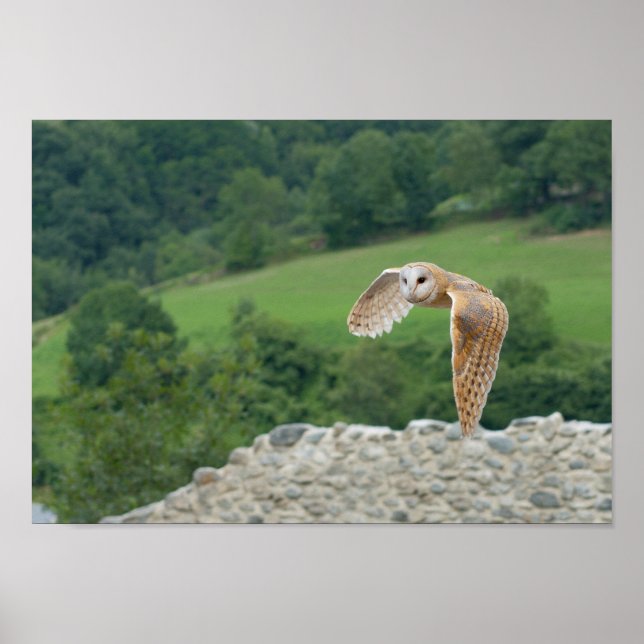 Barn Owl in flight Poster (Front)