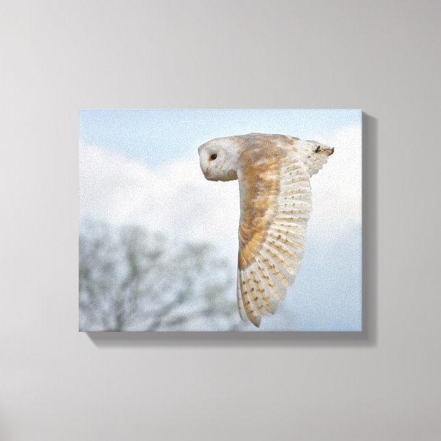 Barn Owl in Flight Wrapped Canvas Print (Front)