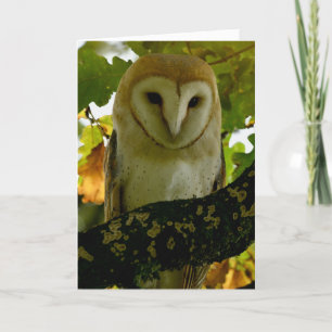 Barn owl in oak treee card