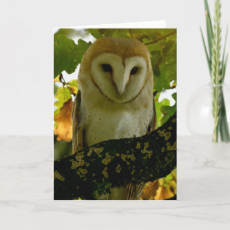 Barn owl in oak treee card
