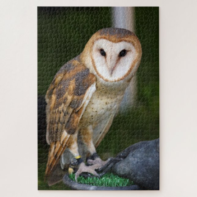 Barn Owl Jigsaw Puzzle (Vertical)