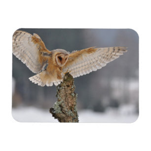 Barn owl landing to spike magnet