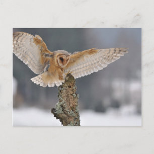 Barn owl landing to spike postcard