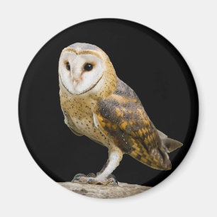 Barn Owl Magnet