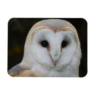 Barn Owl Magnet 