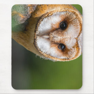 barn owl, owl, bird mouse pad