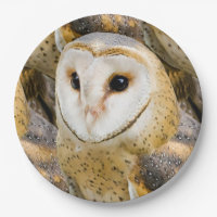 Barn Owl