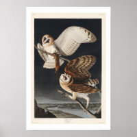 Barn Owl par Audubon Poster