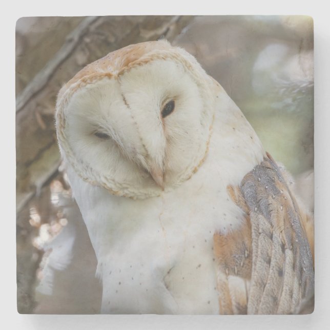 Barn Owl Portrait Stone Coaster (Front)