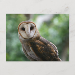 Barn Owl Postcard