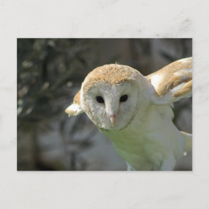 Barn Owl Postcard