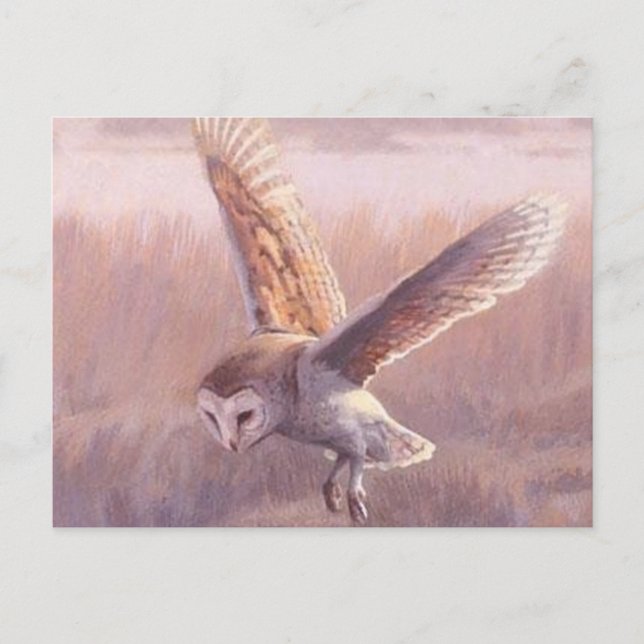Barn Owl Postcard   (Front)