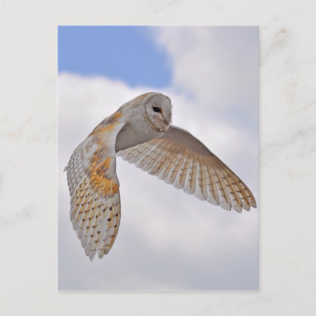 Barn Owl Postcard (Front)