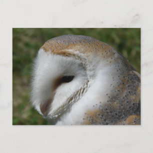 Barn owl postcard