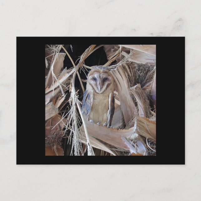 Barn Owl Postcard (Front)