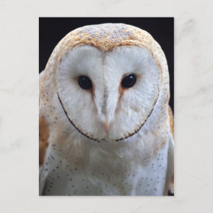 Barn Owl Postcard