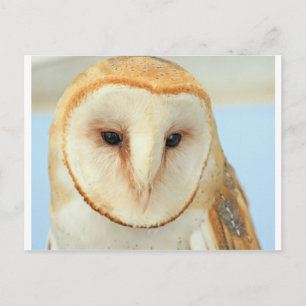 Barn owl postcard