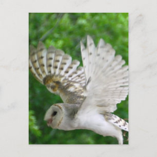 BARN-owl Postcard