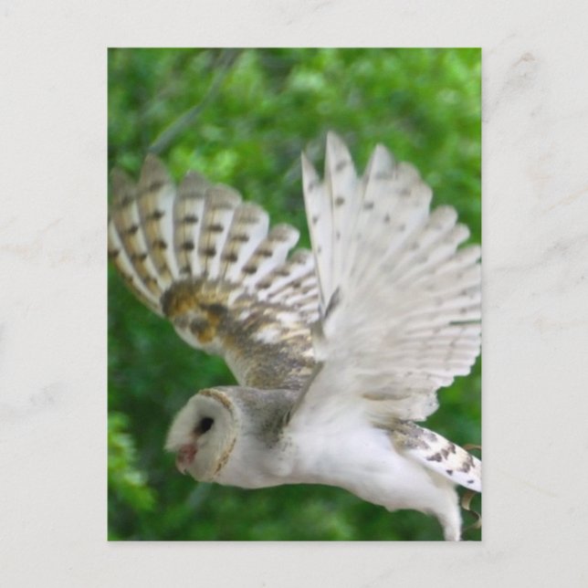 BARN-owl Postcard (Front)