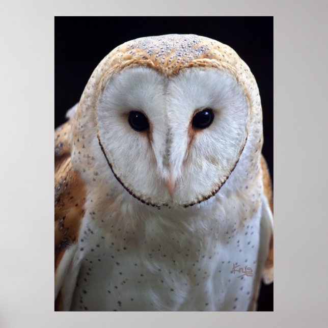 Barn Owl Print (Front)
