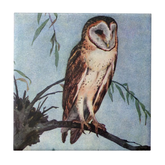 Barn Owl Sitting on a Willow Branch Tile (Front)