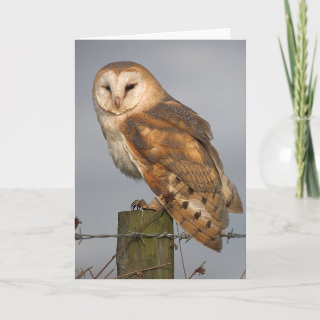 Barn Owl Slightly Ruffled Card (Front)