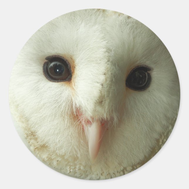 Barn Owl Stickers (Front)