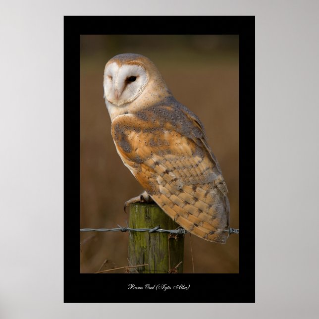 Barn Owl (Tyto alba). Affiche (Devant)