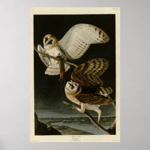 Barn Owl (Tyto alba) Audubon's Birds of America Poster