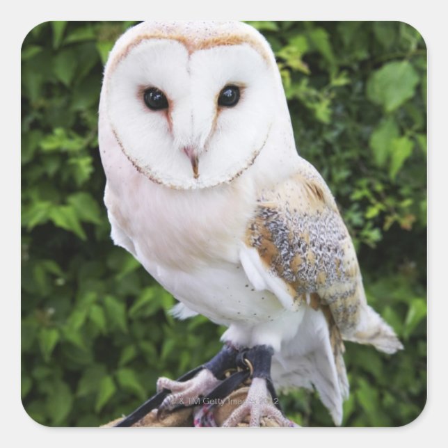 Barn owl (Tyto Alba) on glove Square Sticker (Front)