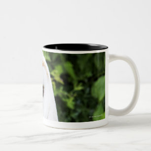 Barn owl (Tyto Alba) on glove Two-Tone Coffee Mug