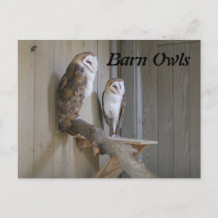 Barn Owls Postcard
