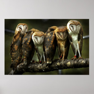 Barn Owls print