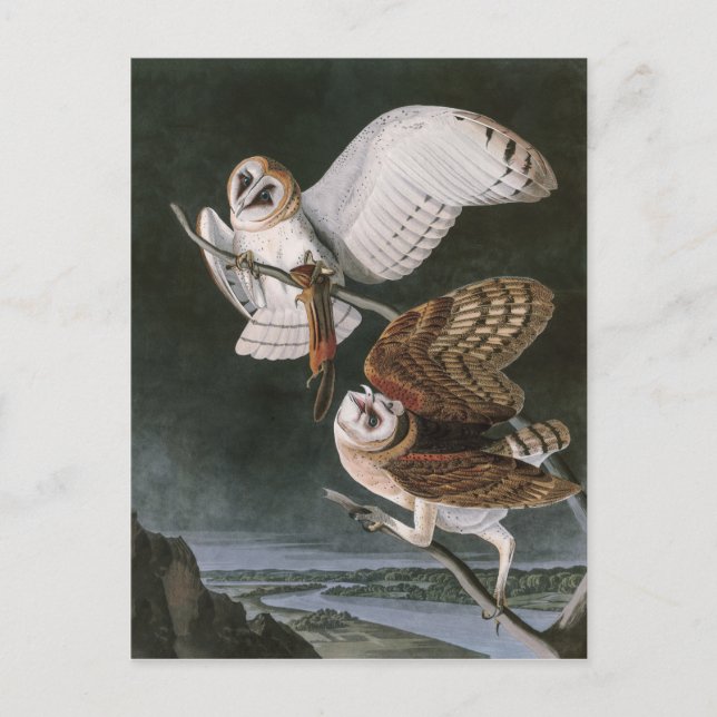 Barn Owls, the Birds of America John James Audubon Postcard (Front)