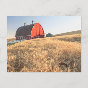 Barn, summer wheat fields near Sprague, Eastern 1 Postcard